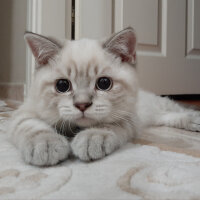 British Shorthair, Kedi  ARES fotoğrafı