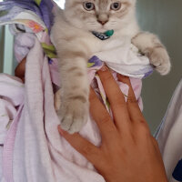 British Shorthair, Kedi  ARES fotoğrafı