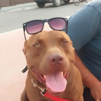 Amerikan Pitbull Terrier, Köpek  Tyson fotoğrafı