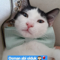 Tuxedo (Smokin) Kedi, Kedi  OSİ fotoğrafı