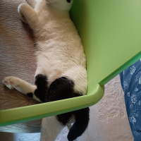 Tuxedo (Smokin) Kedi, Kedi  OSİ fotoğrafı