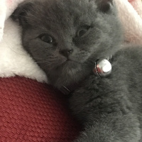 British Shorthair, Kedi  Tütsü fotoğrafı