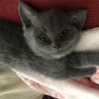 British Shorthair, Kedi  Tütsü fotoğrafı