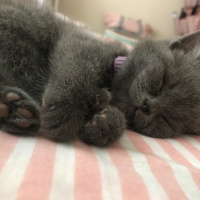 British Shorthair, Kedi  Tütsü fotoğrafı