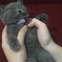 British Shorthair, Kedi  Tütsü fotoğrafı
