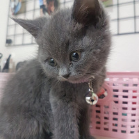 British Shorthair, Kedi  Tütsü fotoğrafı