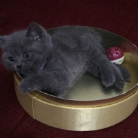 British Shorthair, Kedi  Tütsü fotoğrafı