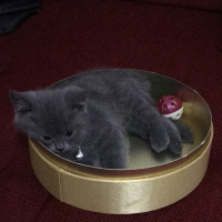 British Shorthair, Kedi  Tütsü fotoğrafı