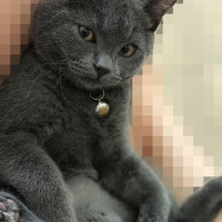 British Shorthair, Kedi  Tütsü fotoğrafı