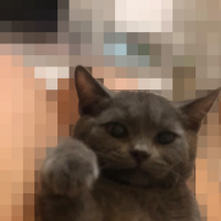 British Shorthair, Kedi  Tütsü fotoğrafı