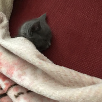 British Shorthair, Kedi  Tütsü fotoğrafı