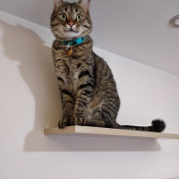 Tekir Kedi, Kedi  MİNNOŞ fotoğrafı