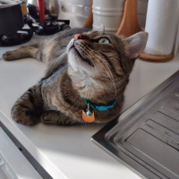 Tekir Kedi, Kedi  MİNNOŞ fotoğrafı