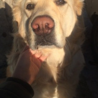 Golden Retriever, Köpek  Alex fotoğrafı