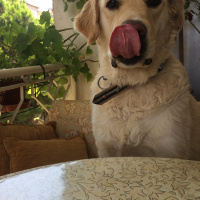 Golden Retriever, Köpek  Alex fotoğrafı