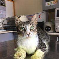 Tekir Kedi, Kedi  Pati fotoğrafı