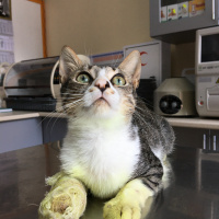 Tekir Kedi, Kedi  Pati fotoğrafı