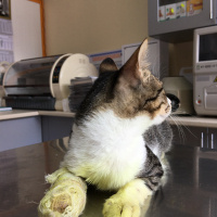 Tekir Kedi, Kedi  Pati fotoğrafı