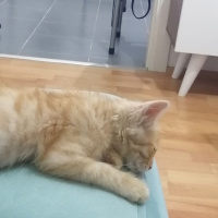 Tekir Kedi, Kedi  Hera fotoğrafı