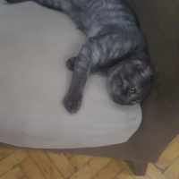 Scottish Fold, Kedi  Hürrem fotoğrafı