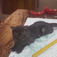 Scottish Fold, Kedi  Hürrem fotoğrafı