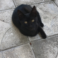 Tekir Kedi, Kedi  Badem fotoğrafı