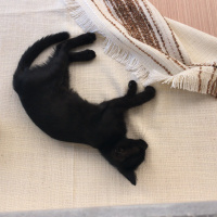 Tekir Kedi, Kedi  Badem fotoğrafı