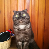 Scottish Fold, Kedi  Sherlock fotoğrafı