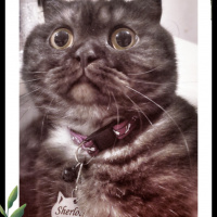 Scottish Fold, Kedi  Sherlock fotoğrafı