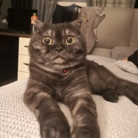 Scottish Fold, Kedi  Sherlock fotoğrafı