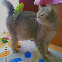 British Shorthair, Kedi  İnci Pati fotoğrafı