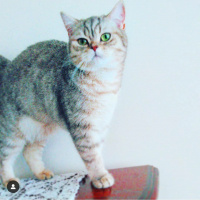 British Shorthair, Kedi  İnci Pati fotoğrafı