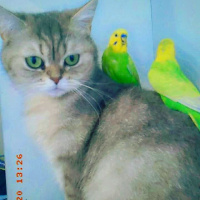 British Shorthair, Kedi  İnci Pati fotoğrafı
