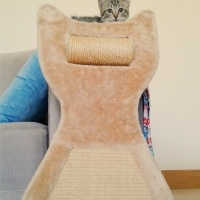 Tekir Kedi, Kedi  hamur fotoğrafı