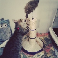 Tekir Kedi, Kedi  hamur fotoğrafı