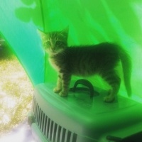 Tekir Kedi, Kedi  hamur fotoğrafı