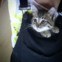 Tekir Kedi, Kedi  hamur fotoğrafı