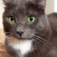 Mavi Rus, Kedi  Gli (Gri) fotoğrafı