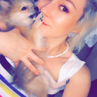 Pomeranyalı, Köpek  CANDY fotoğrafı