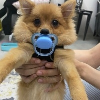 Pomeranyalı, Köpek  CANDY fotoğrafı