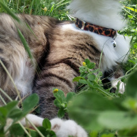 Sibirya Kedisi, Kedi  Şila fotoğrafı