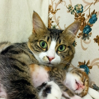 Sibirya Kedisi, Kedi  Şila fotoğrafı