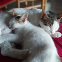 Tekir Kedi, Kedi  Fındık fotoğrafı