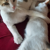 Tekir Kedi, Kedi  Fındık fotoğrafı