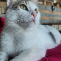 Tekir Kedi, Kedi  Fındık fotoğrafı