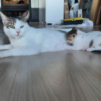 Tekir Kedi, Kedi  Fındık fotoğrafı