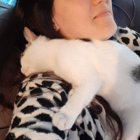 Tekir Kedi, Kedi  Fındık fotoğrafı