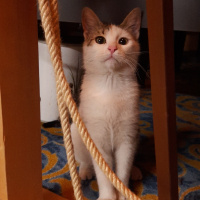 Tekir Kedi, Kedi  Fındık fotoğrafı