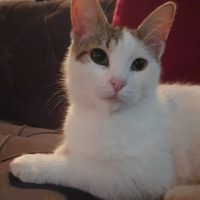 Tekir Kedi, Kedi  Fındık fotoğrafı