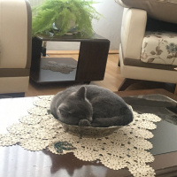 British Shorthair, Kedi  Rıfkı fotoğrafı